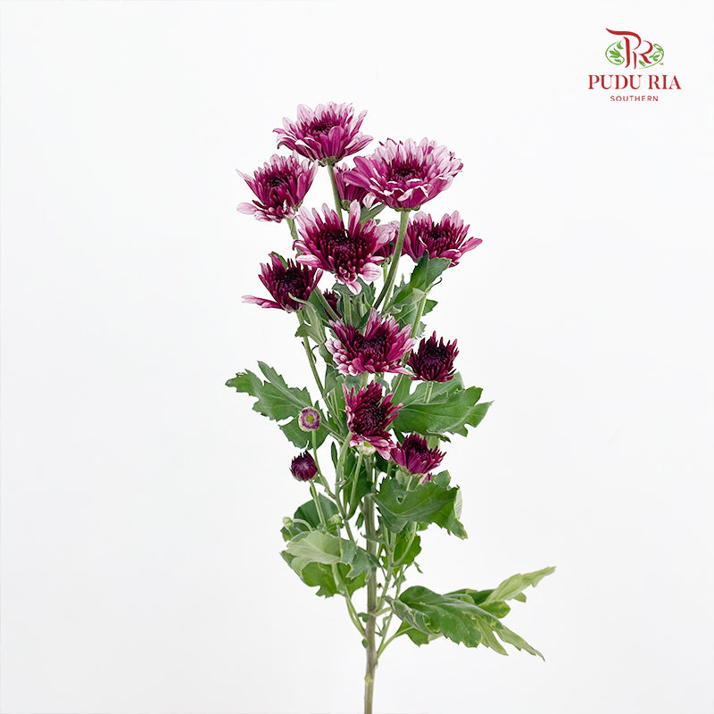 Chrysanthemum Pompom Two Tone Purple 6 巴卡粉小菊 - (10-12 Stems)