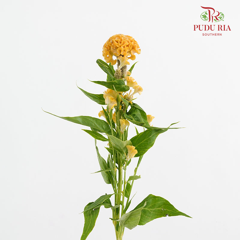 Celosia Yellow 鸡冠花 - (5 Stems)