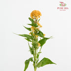 Celosia Yellow 鸡冠花 - (5 Stems)