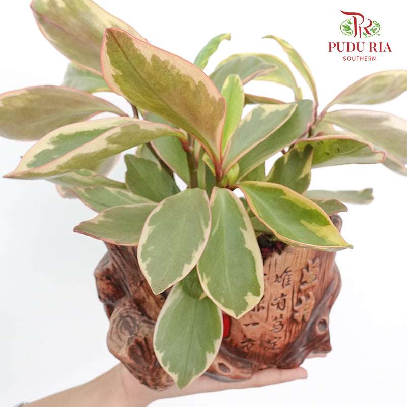 Peperomia Jewelry Pot Plant - Pudu Ria Florist Southern