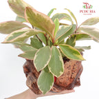 Peperomia Jewelry Pot Plant - Pudu Ria Florist Southern