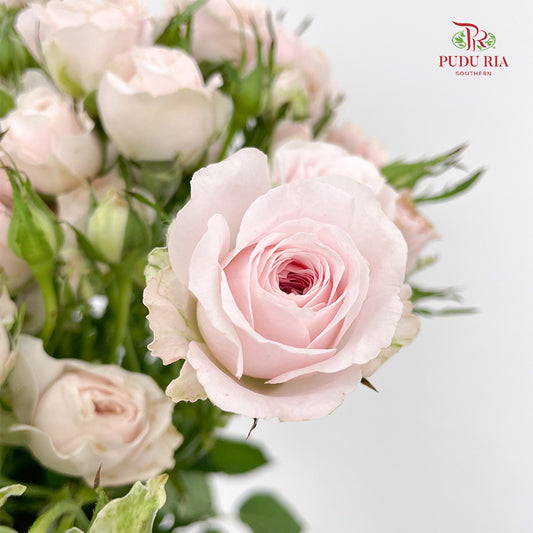 Rose Spray Kiss Of The fairy  (8-10 Stems)