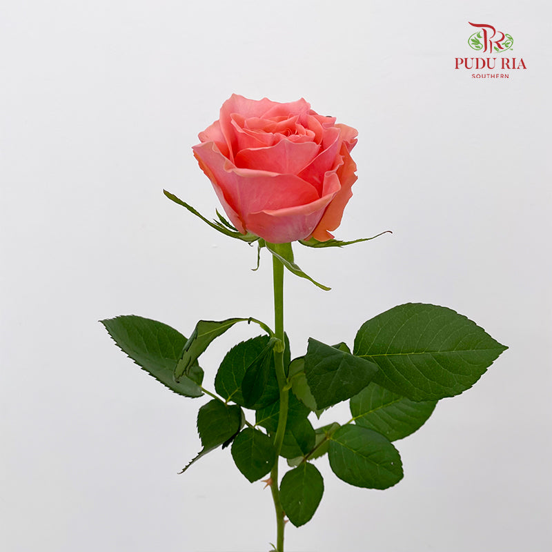 Rose Blushing Reeva - (8-10 Stems)