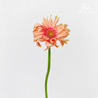 Gerbera Pasta Rosata - (5 Stems)