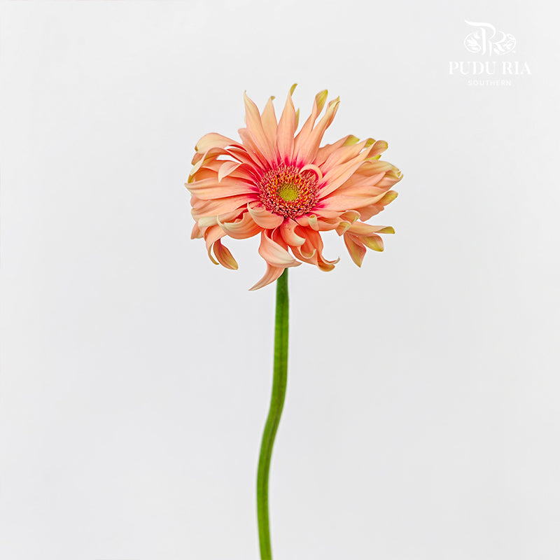 Gerbera Pasta Rosata - (5 Stems)
