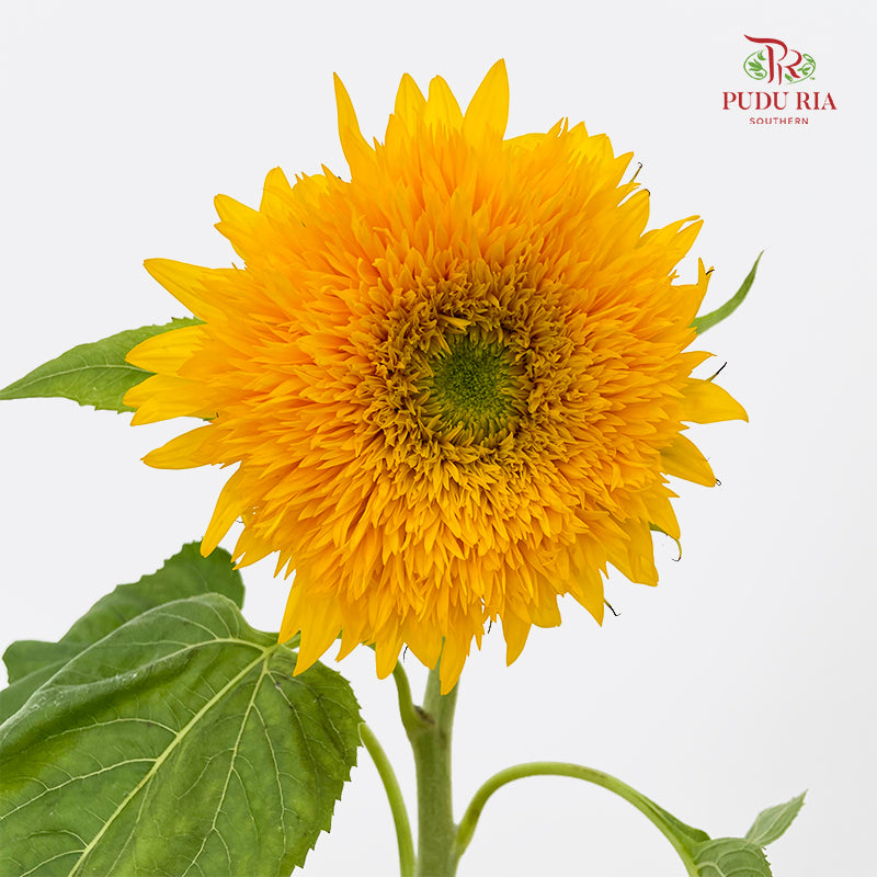 Sunflowers Teddy Bear 向日葵 - (5 Stems)