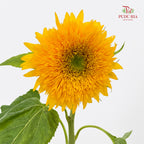 Sunflowers Teddy Bear 向日葵 - (5 Stems)