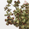 Bellgum (Ambernut Branches) 僵尸果 - (Per Bundle)