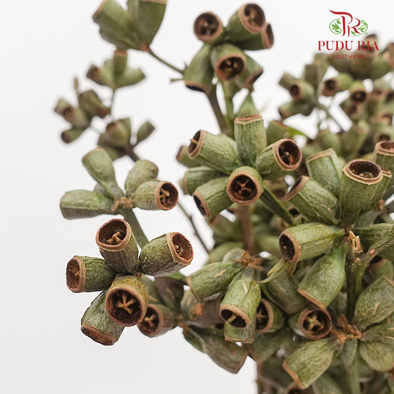 Bellgum (Ambernut Branches) 僵尸果 - (Per Bundle)