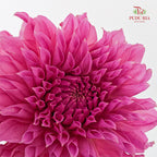 Dahlia Pink - (Per Bundle)