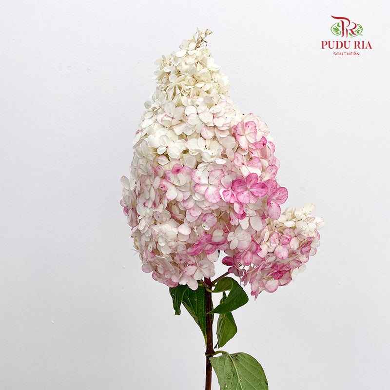 Hydrangea Dyed Pink 绣球花 - (Per Stem)