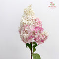 Hydrangea Dyed Pink 绣球花 - (Per Stem)
