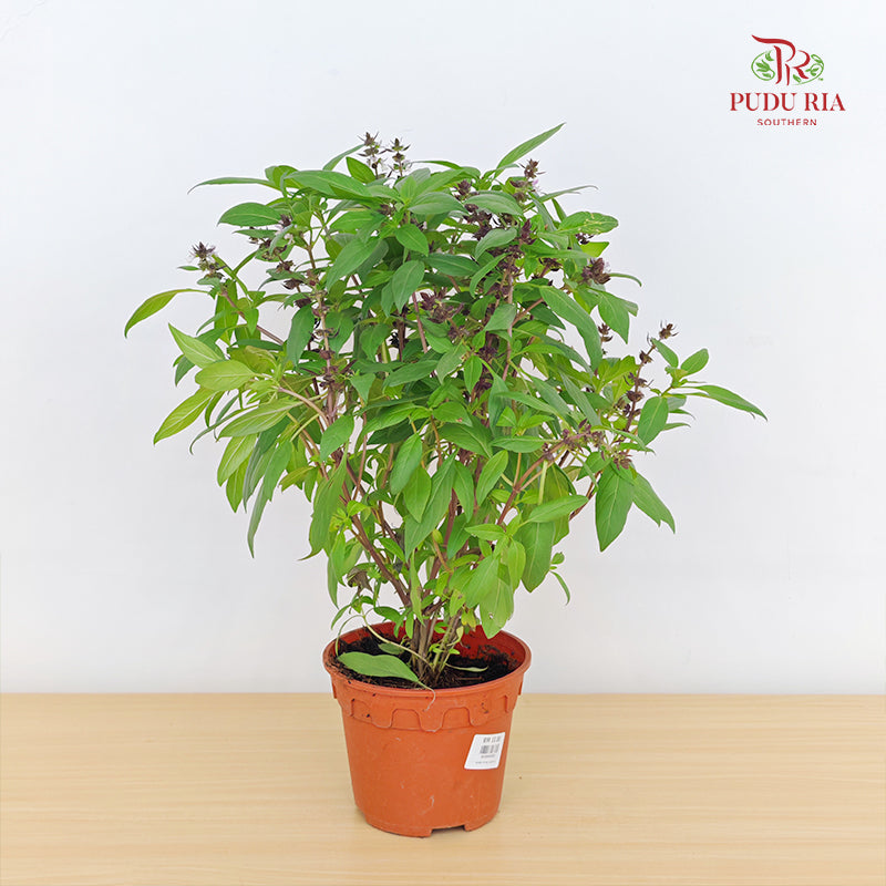 Basil P150