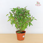 Basil P150