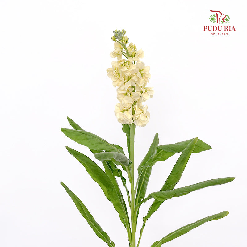 Matthiola Yellow - (Per Bundle)