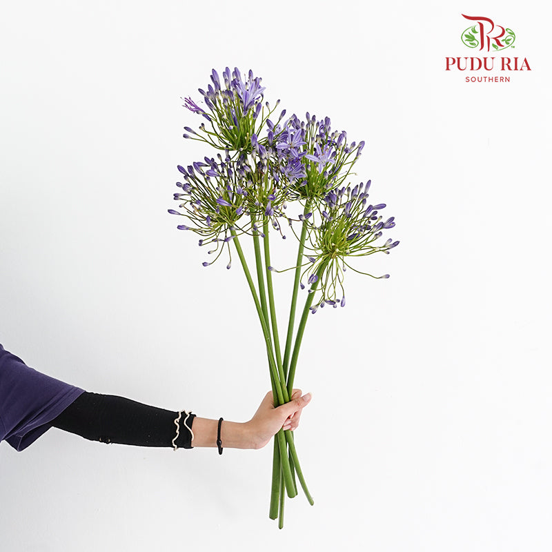 Agapanthus Purple 百子莲属 - (5 Stems)