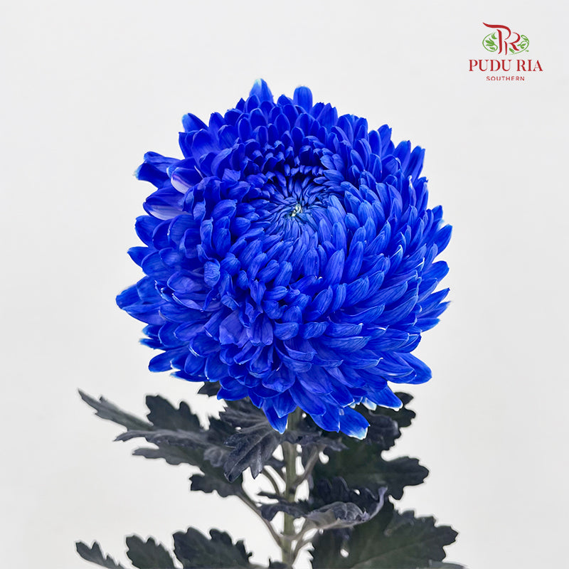 Peony Chrysanthemum Dyed Blue 牡丹菊 - (5 Stems)