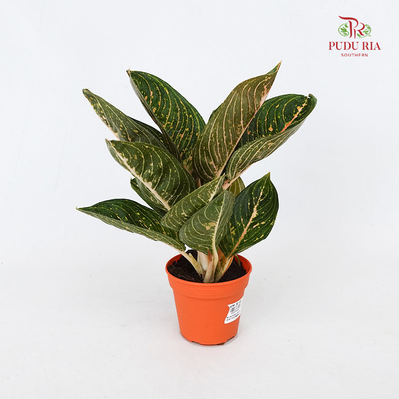 Aglaonema Night Fairy 粗肋草
