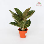 Aglaonema Night Fairy 粗肋草