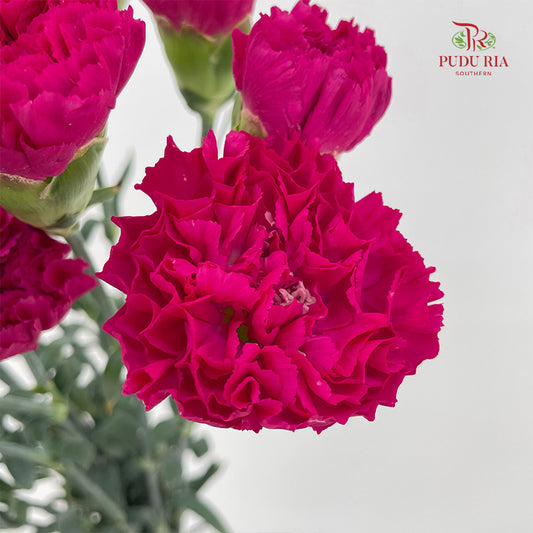 Carnation Dark Pink (18-20 Stems)