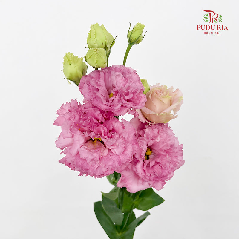 Eustoma Wave Pink - (12-15 Stems)
