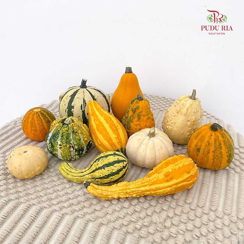 Pumpkin 观赏南瓜 - (Per Piece)