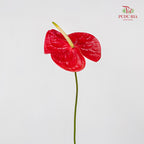 Anthurium Sante 火鹤花 - (Per Stem)