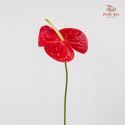 Anthurium Sante 火鹤花 (XXL) - (Per Stem)