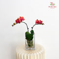Phalaenopsis Orchid Double Orange