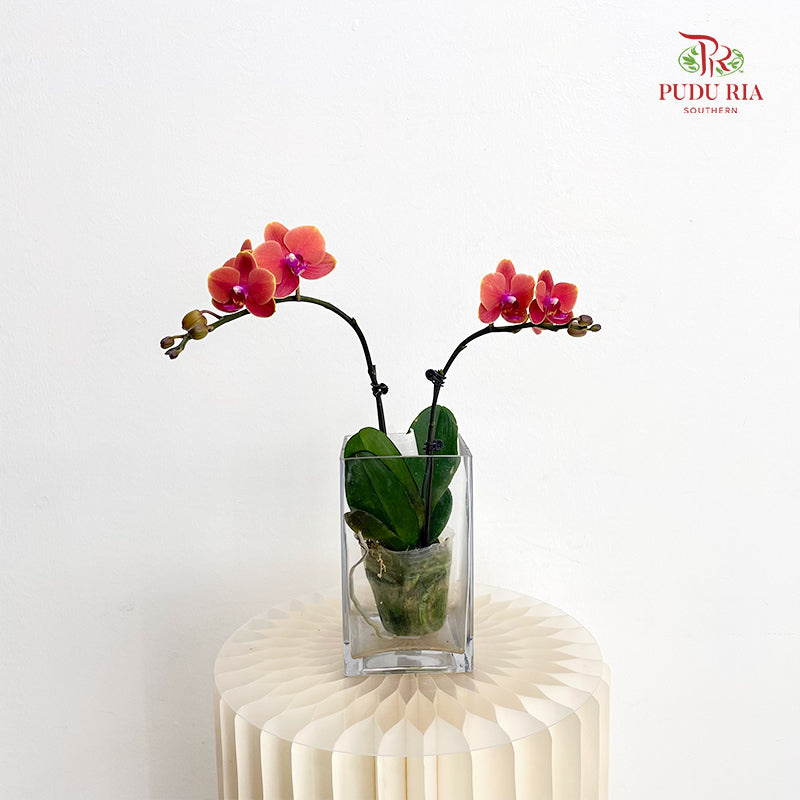 Phalaenopsis Orchid Double Orange