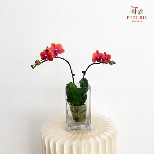 Phalaenopsis Orchid Double Orange