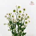 Chrysanthemum Santini / Calimero Mini Daisy White