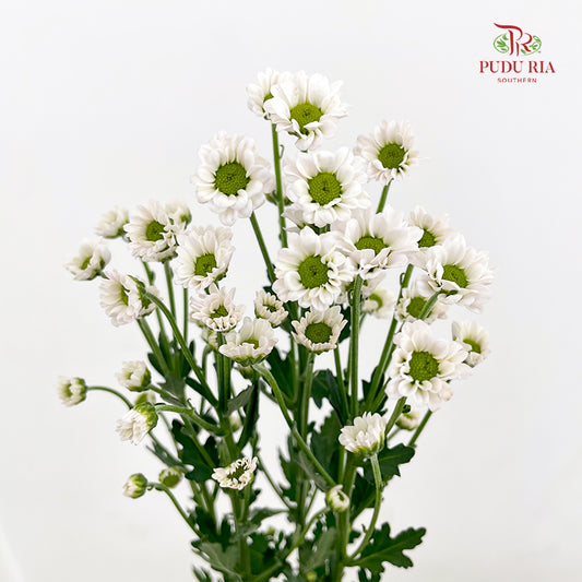 Chrysanthemum Santini / Calimero Mini Daisy White