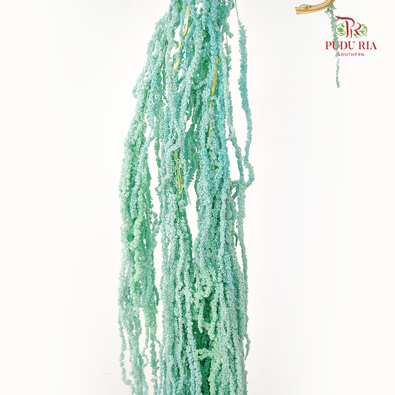 Preservative Amaranthus Tiffany Blue
