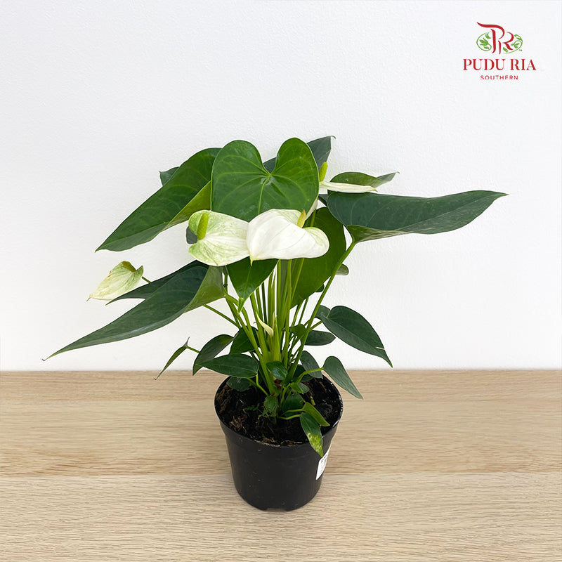 Anthurium Small - White