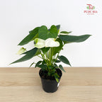 Anthurium Small - White