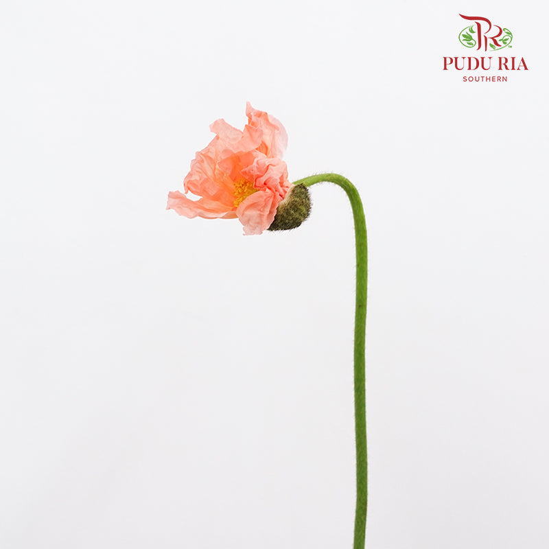 Corn Poppy Orange 虞美人 - (Per Bundle)