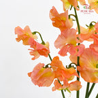 Sweet Pea - (5 Stems)