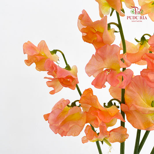 Sweet Pea Orange Yellow - (5 Stems)