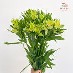 Alstroemeria Lime Light 六出花 - (9-10 Stems)