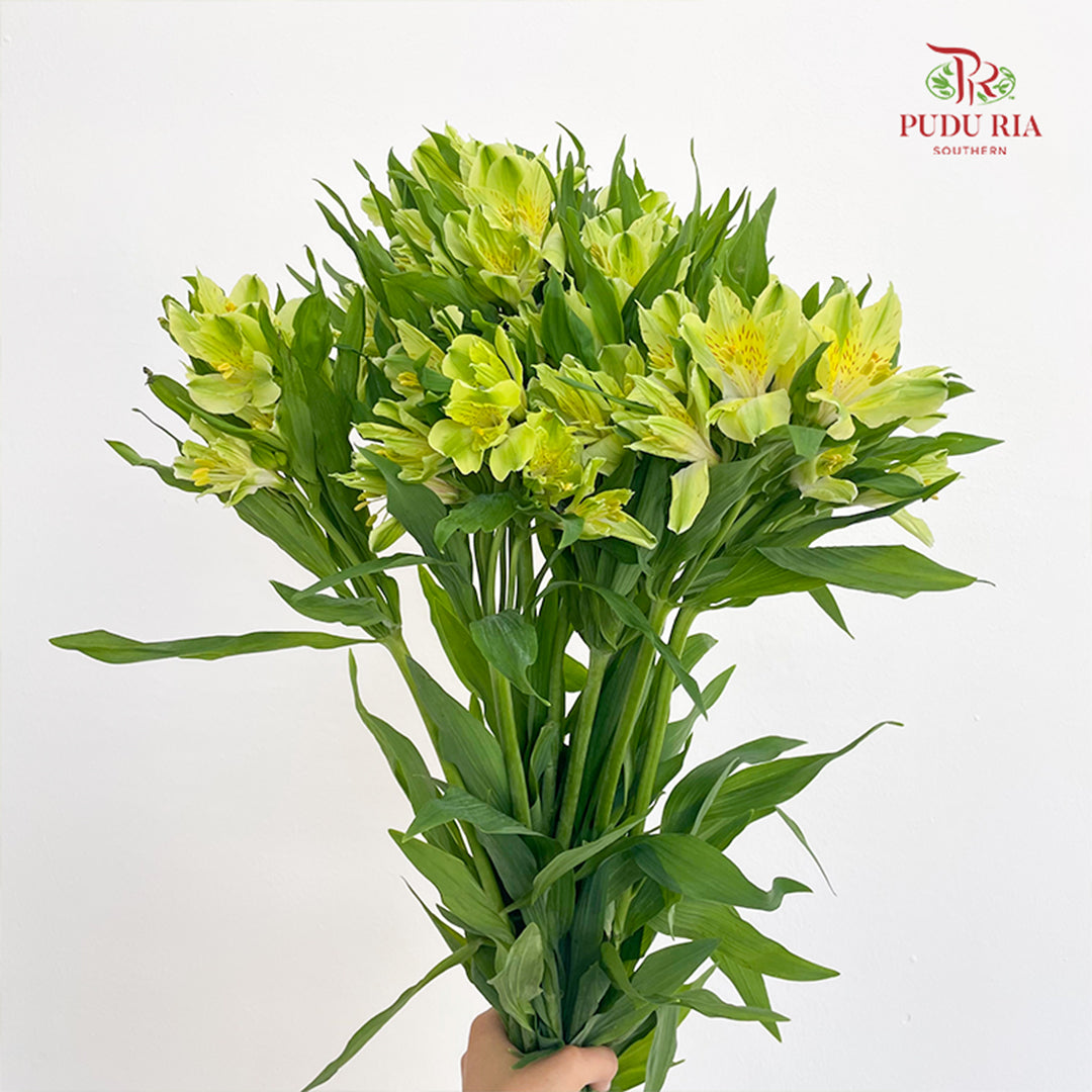 Alstroemeria Lime Light 六出花 - (9-10 Stems)