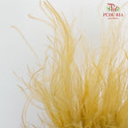 Dry Stipa Grass Yellow - Pudu Ria Florist Southern