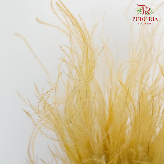 Dry Stipa Grass Yellow - Pudu Ria Florist Southern