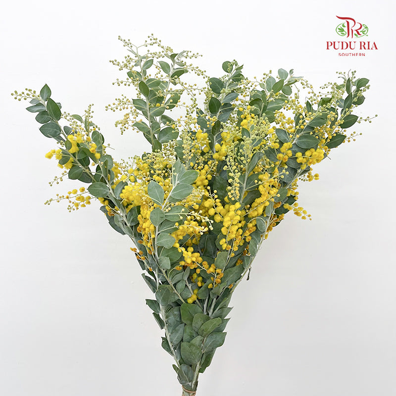 Acacia Mimosa 银叶金合欢 - (Per Bundle)
