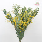 Acacia Mimosa 银叶金合欢 - (Per Bundle)
