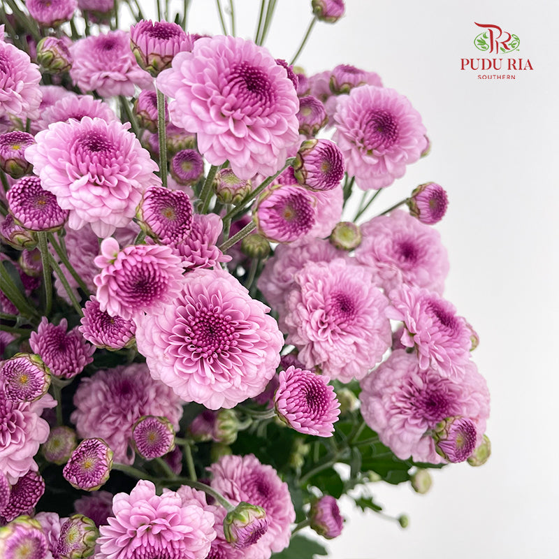 Chrysanthemum Pompom Button Purple - (10-12 Stems)