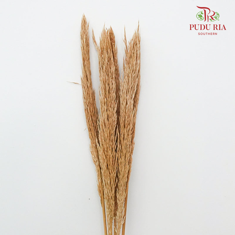 Dry Erianthus - Pudu Ria Florist Southern