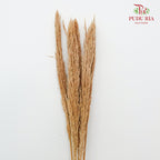 Dry Erianthus - Pudu Ria Florist Southern