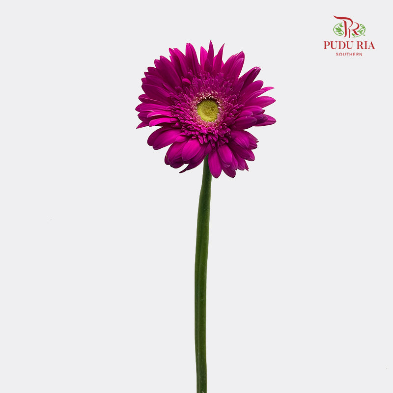 Gerbera Pink 非洲菊 - (8-10 Stems)
