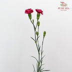 Carnation Spray Violet (18-20 Stems) - Pudu Ria Florist Southern